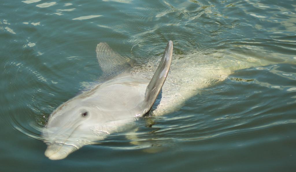 India's first National Dolphin Research Centre